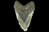 Bargain, Fossil Megalodon Tooth - Foot Shark #147403-2